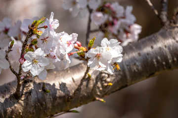 桜の花　春イメージ