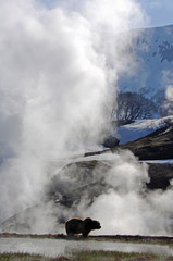 geyser in yellowstone national park