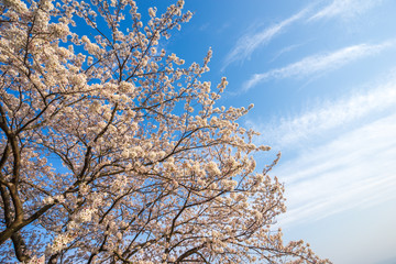 桜の花　春イメージ