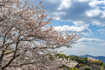桜の花　春イメージ