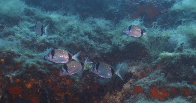 Common two-banded seabream (Diplodus vulgaris) of Mediterranean sea.