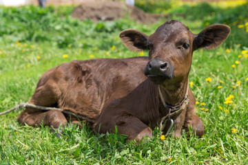 June 2017 - Suzdal, Russia - a young brown calf is sitting on a green meadow