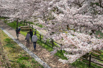 桜の花　春イメージ