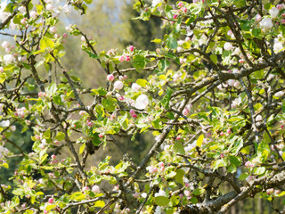 (Malus domestica) Inflorescence du pommier domestique aux fleurs blanches et roses en bouton, feuillage vert à peine éclos