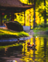 Mandarin duck in Lazienki Park, Warsaw, Poland