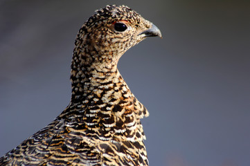 close up of a male pheasant