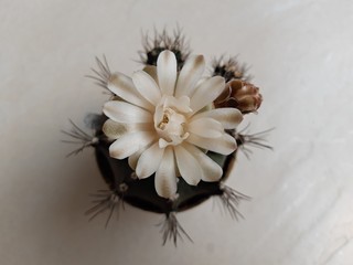 cactus flower isolated on black