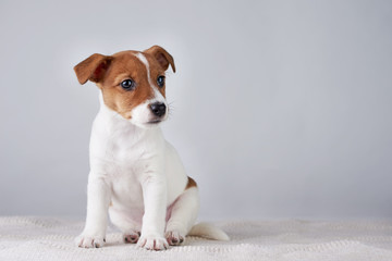 Jack Russel terrier puppy dog on the gray background