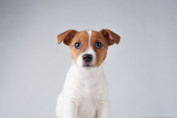 Jack Russel terrier puppy dog on the gray background