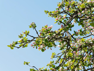 (Malus domestica) Inflorescence du pommier domestique aux fleurs blanches et roses en bouton, feuillage vert à peine éclos