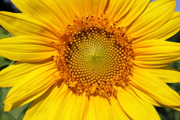 日本のひまわり