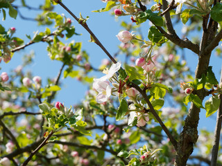 (Malus domestica) Inflorescence du pommier domestique aux fleurs blanches et roses en bouton, feuillage vert à peine éclos