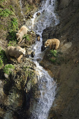 mountain stream in the forest