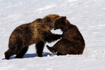 brown bear in the snow