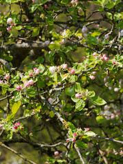Obraz premium (Malus domestica) Inflorescence du pommier domestique aux fleurs blanches et roses en bouton, feuillage vert à peine éclos