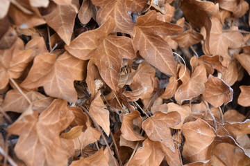 Fototapeta premium Dry brown ivy leaves covered in spider and cob webs