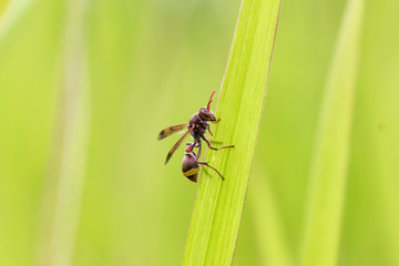 WASP