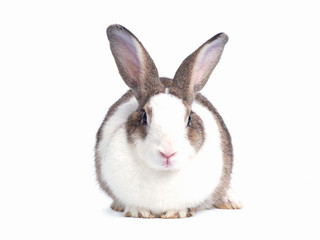 Lovely white and brown rabbit sitting isolated on white background.