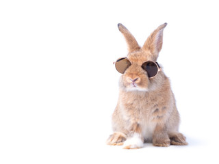 Red-brown cute  rabbit wearing sunglasses sitting isolated on white background.