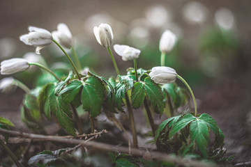 snowdrops in the forest