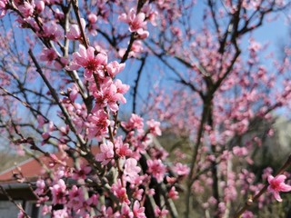 pink cherry blossom