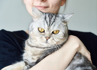Cute tabby cat in arms of unrecognizable woman, friendship between humans and Pets