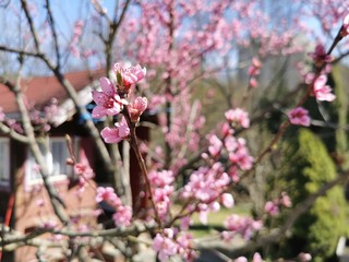 pink cherry blossom