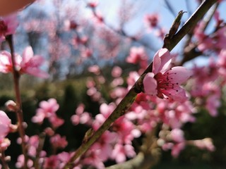 Peach blossom growing on a tree in spring with blue sky and shiny Sun shine