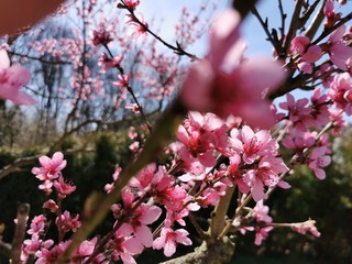 Peach blossom growing on a tree in spring with blue sky and shiny Sun shine