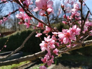 peach blossom at spring in sunshine on a peach tree