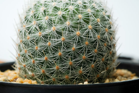 Beautiful cactus on white background