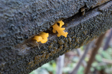 Clavulinopsis corniculata is an inedible fungus, a mushroom in natural environment. Clavulinopsis is a genus of coral fungi in the Clavariaceae family