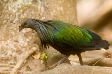 Nicobar Pigeon. Wild bird found only in the islands of the Andaman Sea, in parts of Thailand, India and Myanmar 