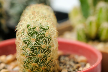 Beautiful cactus on white background