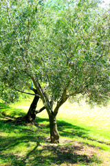 big olive tree with fruit