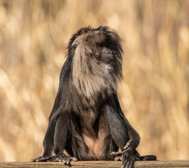Naklejka premium lion tailed macaque sitting on a board