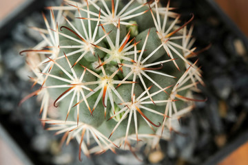 Beautiful cactus on white background