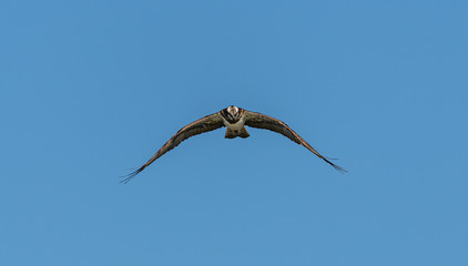 river hawk or western osprey (Pandion haliaetus) in flight