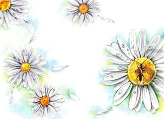 camomile and bug. card. background picture. watercolor illustration.