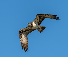 river hawk or western osprey (Pandion haliaetus) in flight