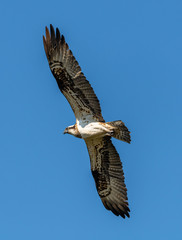 river hawk or western osprey (Pandion haliaetus) in flight