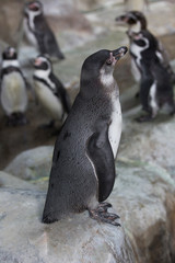 Penguins on a rocky shore. Penguins at the zoo.