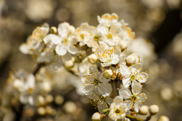 Blossoming cherry with a blurred background. Spring.