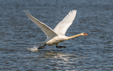 swan taking of from the water