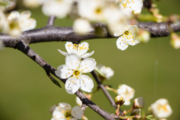 Obraz premium Blossoming cherry with a blurred background. Spring.