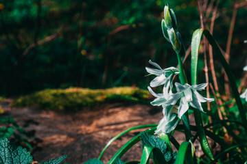white spring flower on a green meadow