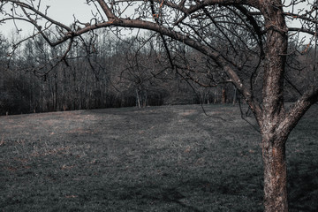 black and white photo, arch of nature bent tree