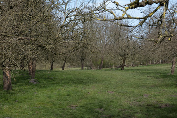 green, spring field on which fruit trees grow