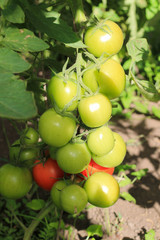 tomatoes in the greenhouse, agriculture, harvest