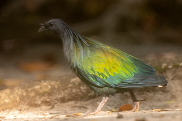Nicobar Pigeon. Wild bird found only in the islands of the Andaman Sea, in parts of Thailand, India and Myanmar